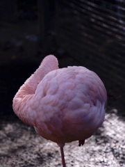 一本足のフラミンゴ
