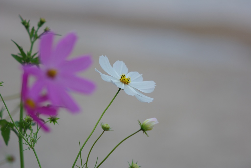 琵琶湖に咲く秋桜 2