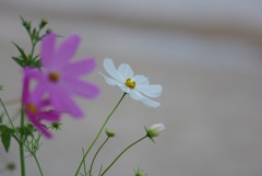 琵琶湖に咲く秋桜 2