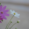 琵琶湖に咲く秋桜 2