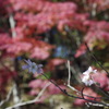 桜と紅葉の共存