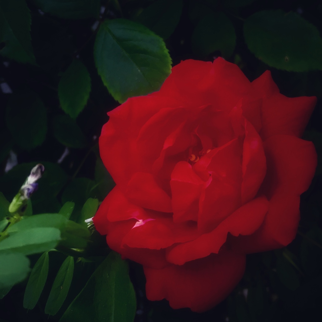 真っ赤な薔薇が