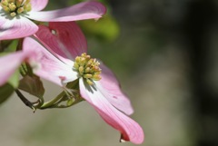 ハナミズキの花