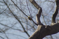 初 鳥撮り