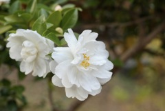 白の山茶花