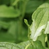 3分の1化粧