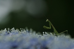 ぼ〜