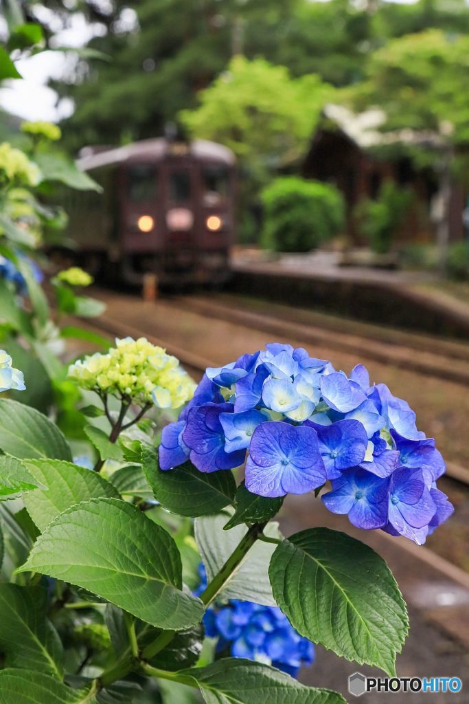 紫陽花！
