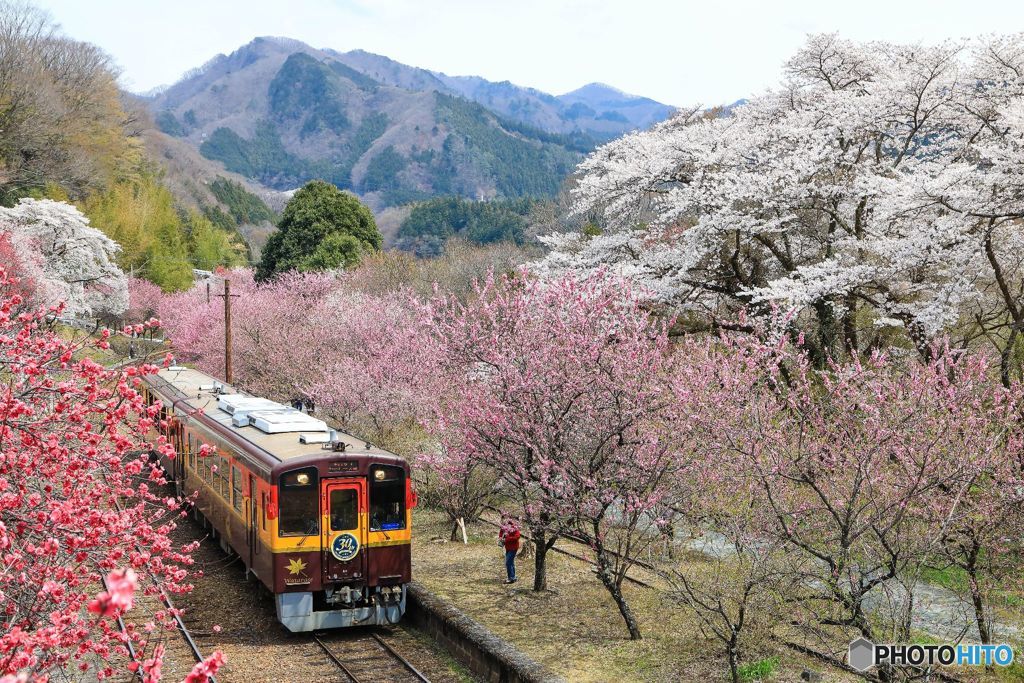 花ももトンネル！