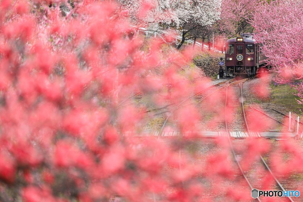 深紅の中を！