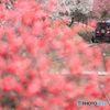 深紅の中を！
