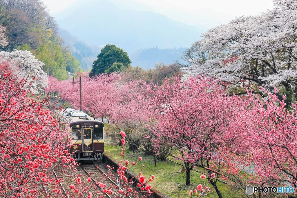 花桃のトンネル！