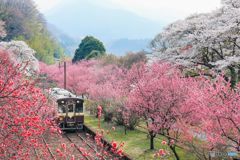 花桃のトンネル！