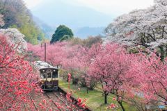 花桃のトンネル！