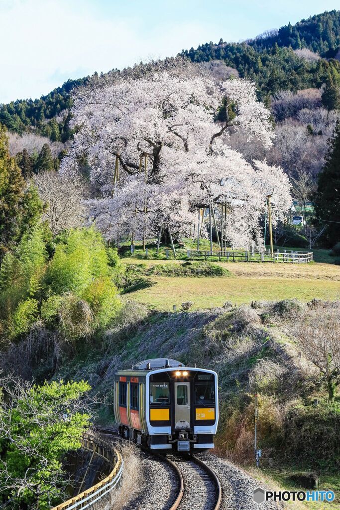 戸津辺の桜！