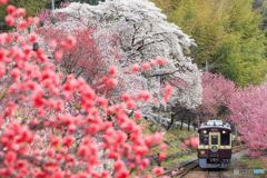 花ももと桜トンネル！
