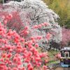 花ももと桜トンネル！