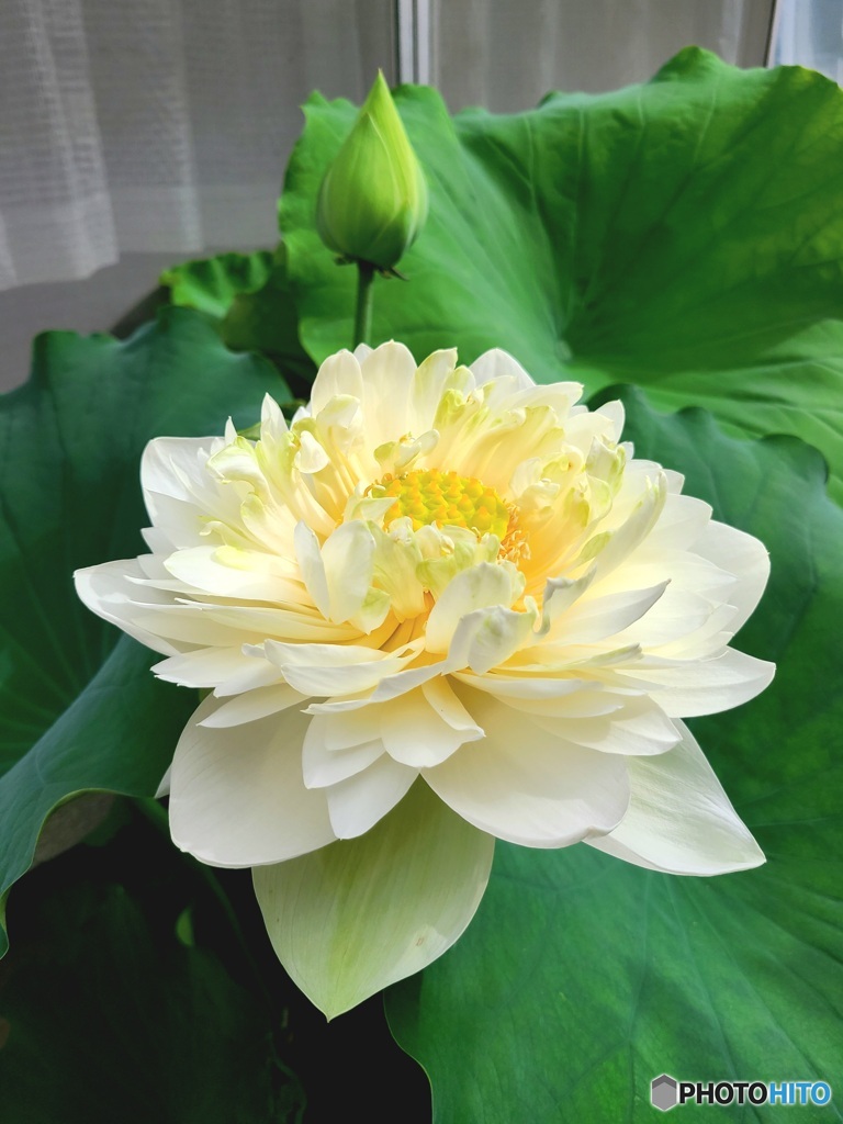 蓮の花＃2