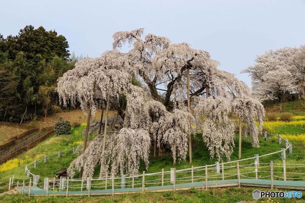 三春の滝桜＃１