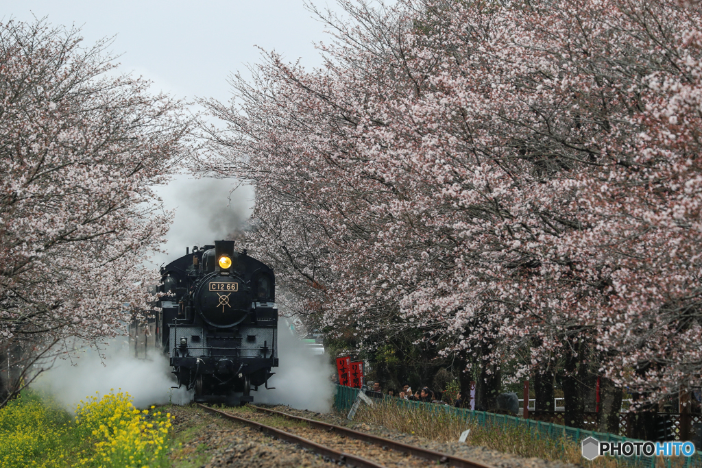 桜トンネル！