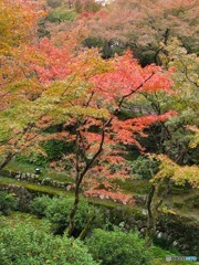 東福寺のもみじ