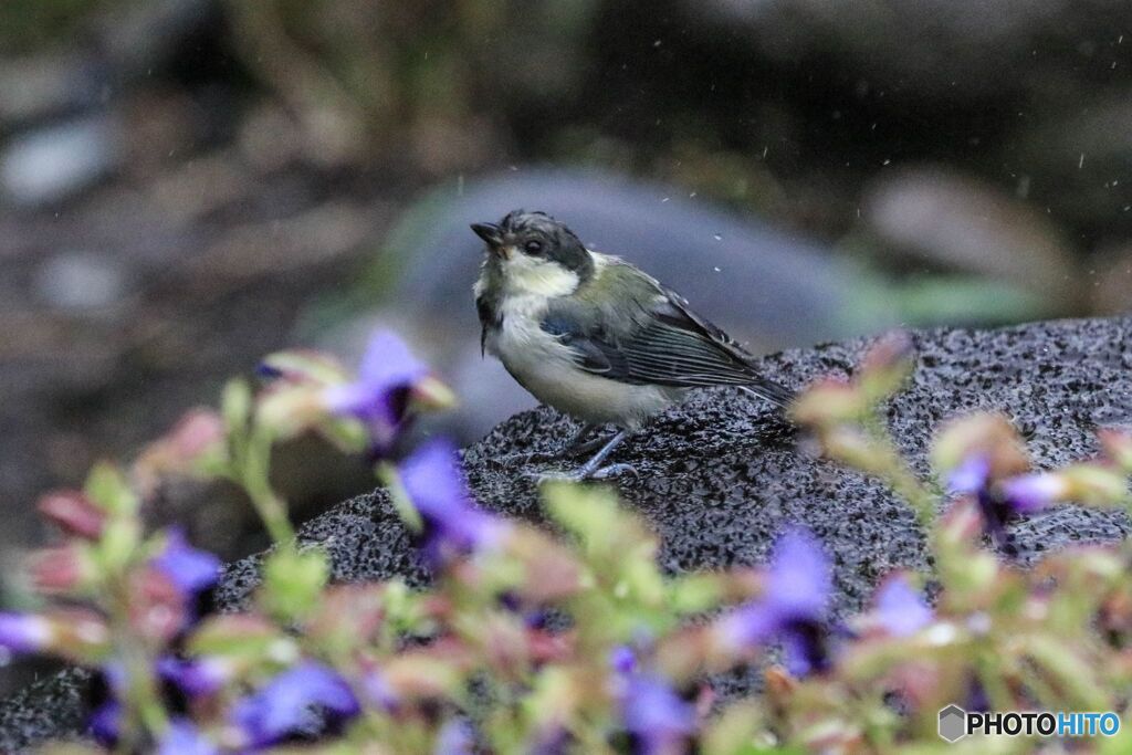 シジュウカラ若鳥