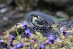 シジュウカラ若鳥