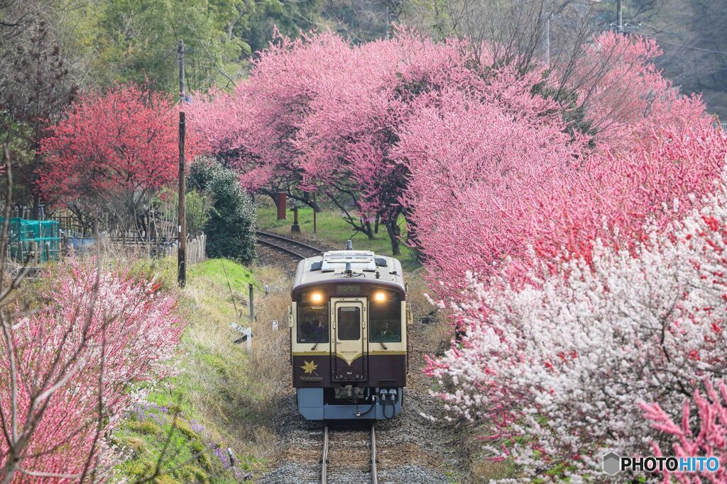 花もも街道＃３