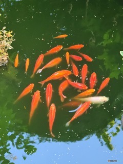 我が家の金魚たち