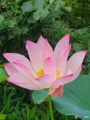 蓮の花