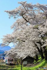 会津の桜！