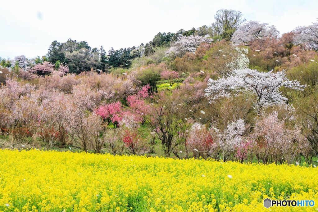 花見山公園＃２