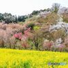 花見山公園＃２