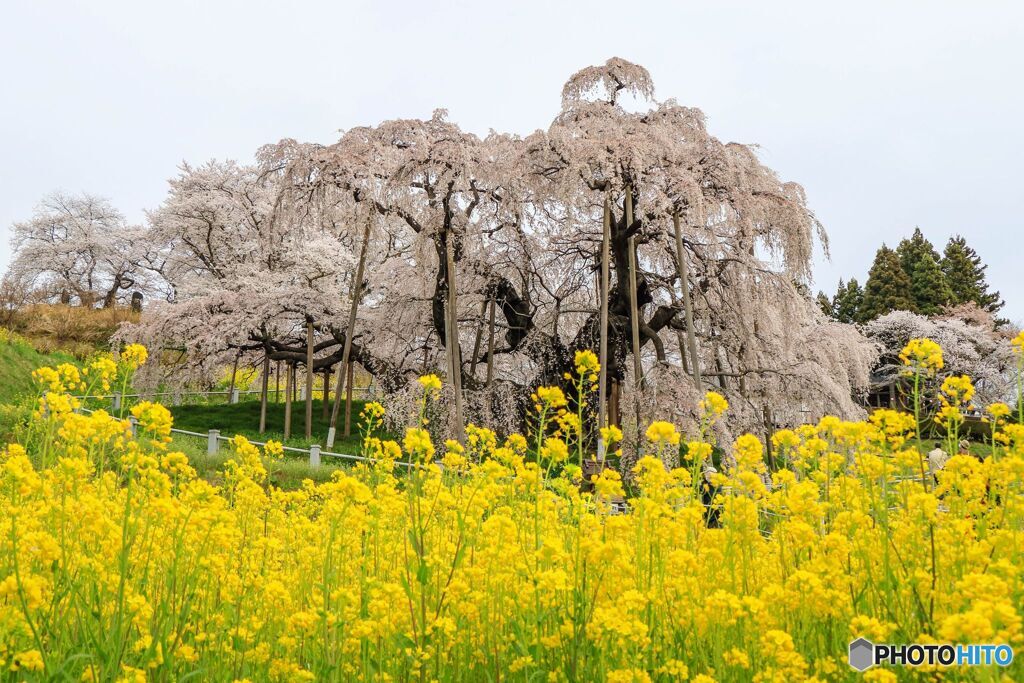 三春の滝桜＃４