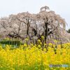三春の滝桜＃４