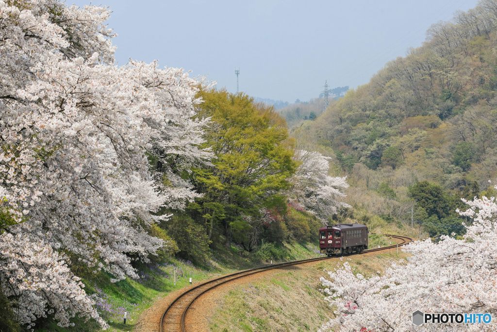 桜のＳカーブ！