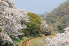 桜のＳカーブ！