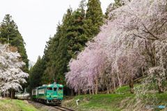 しだれ桜と共に！