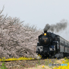 桜と菜の花の中を！