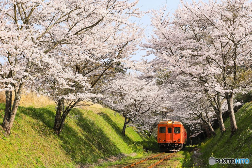 桜トンネル＃１