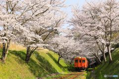 桜トンネル＃１
