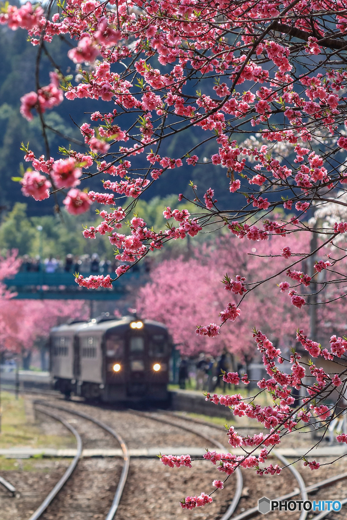 花ももの隙間から！