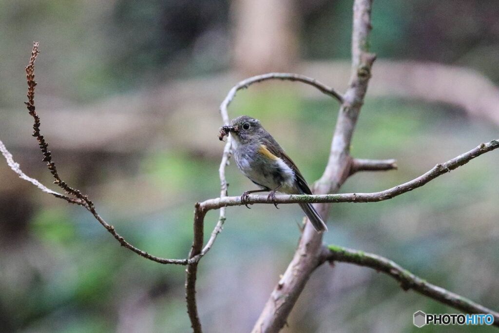 ルリビタキ♀
