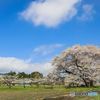 会津のベニヒガン桜！
