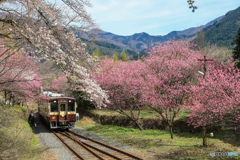 桃と桜のトンネル！