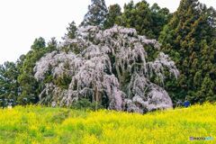 合戦場のしだれ桜