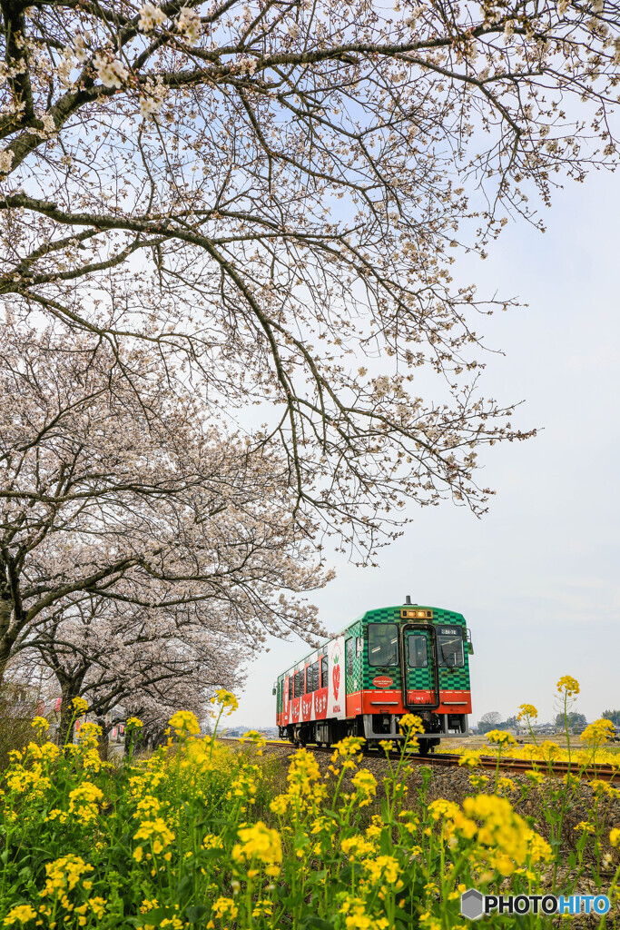 桜と菜の花！