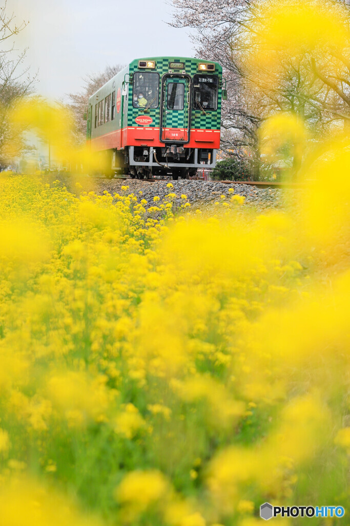 菜の花満開！