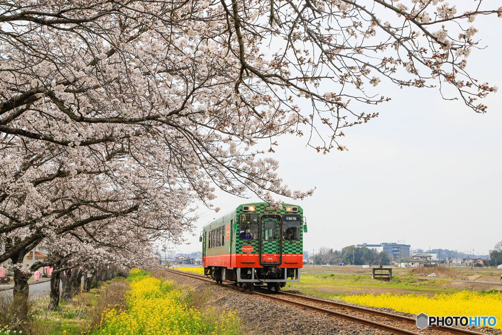 桜の下を！