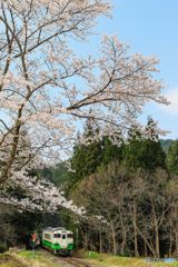 さくらの花の下を！